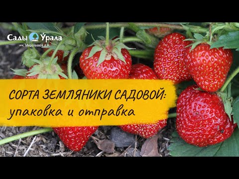 Миролеева Сады Урала Каталог 2022 Интернет Магазин Миролеева Сады Урала Каталог 2022 Интернет Магазин